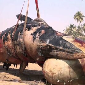 Who Killed this Giant Male Whale?? … You don’t believe it is just a common man!!!!!!!!!!